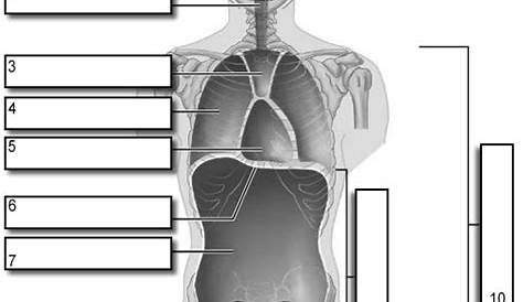 body cavity diagram labeled