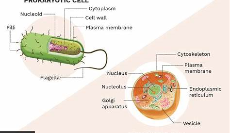 What Are the Differences Between Prokaryotes and Eukaryotes?
