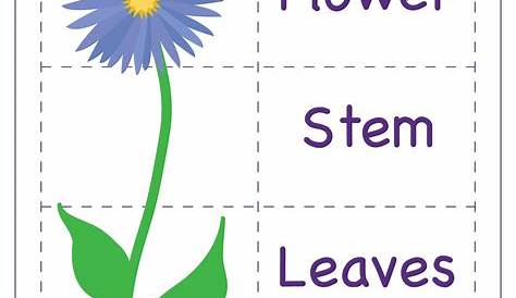 flower parts worksheet for kids