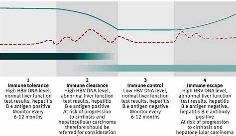 hep b serology chart