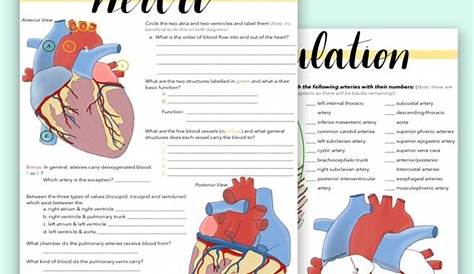 the heart worksheets answers