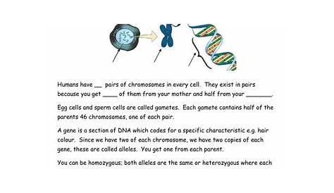 genetics for kids worksheets
