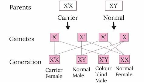 What is the inheritance of color blindness of both parents having