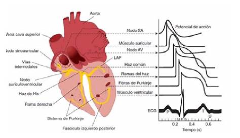 Electrical activity system of the heart. Visual representation of a