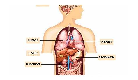 human organ anatomy chart