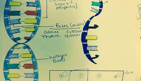 Mrs. Greeley Howard’s Biology Class: DNA coloring notes and questions