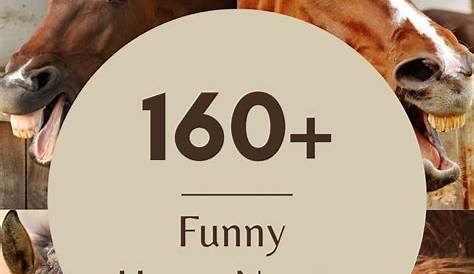 160+ Funny Horse Names - Helpful Horse Hints