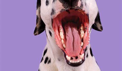 What the Color of Your Dog's Gums Really Mean – This Dogs Life