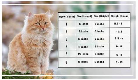 The Maine Coon Kitten Size Weight & Price Chart by Age
