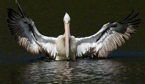 Pelican wingspan : Digital Photography Review