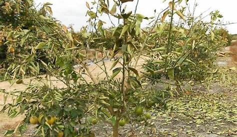 Freeze Damage Symptoms and Recovery for Citrus - Citrus Industry Magazine