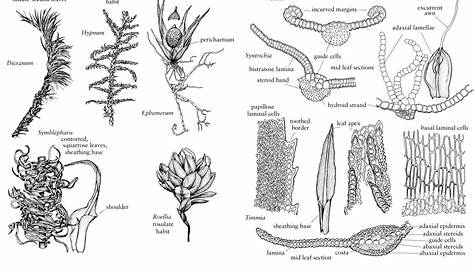 Moss Anatomy - Anatomical Charts & Posters