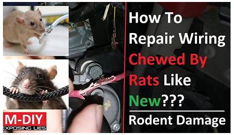 rodent eating car wiring