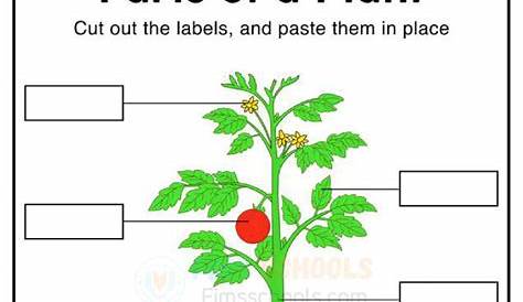 Parts of a plant worksheets – Page 2 – FIMS SCHOOLS