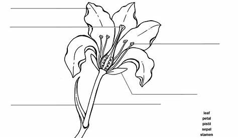 Label the Parts of the Flower (Elementary)