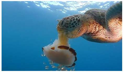 Do Green Sea Turtles Eat Jellyfish?
