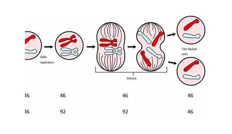 how does meiosis ensure that the chromosome number in each cell remains