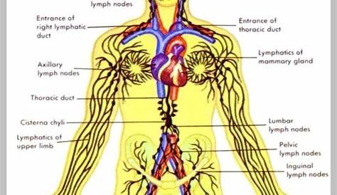 what is lymphatic system 744×1371 | Anatomy System - Human Body Anatomy