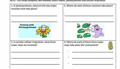 Amoeba Sisters Photosynthesis Worksheet - Printable Worksheet Template