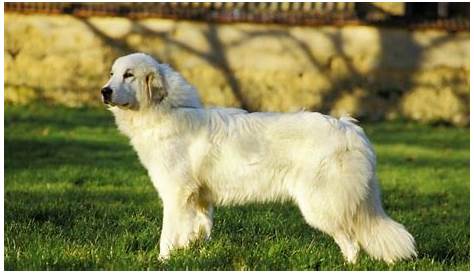 great pyrenees puppy growth chart