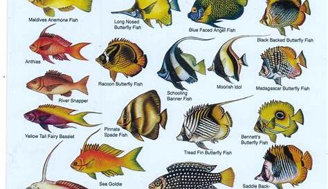 Fishes of the Maldives Identification Chart (water resistant double