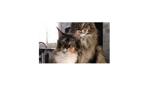 Maine Coon Size Chart | Bigger is Not Always Better