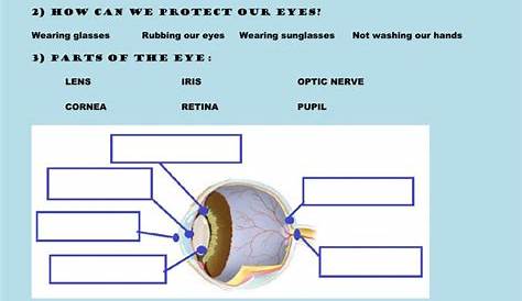 parts of the eye activity - living and non living things activity set