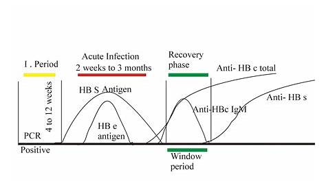hep b antibody chart