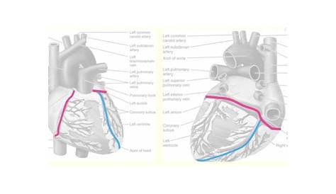 Cardiovascular anatomy: Coronary anatomy Diagram | Quizlet