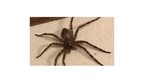 big spiders in tennessee