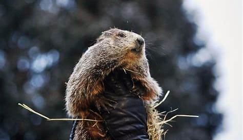 Ten Groundhog Day Tips to Enjoy a Happy, Relaxing, and Safe Groundhog