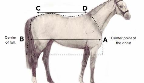 when to blanket your horse chart