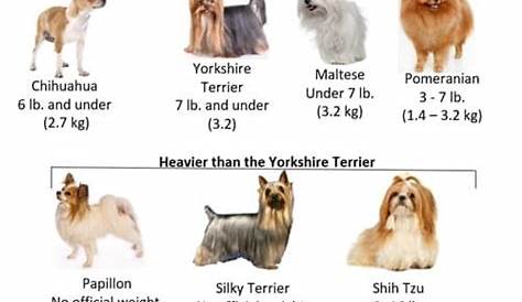 yorkshire terrier weight chart