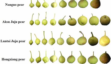Frontiers | Antioxidative, cytoprotective and whitening activities of fragrant pear fruits at