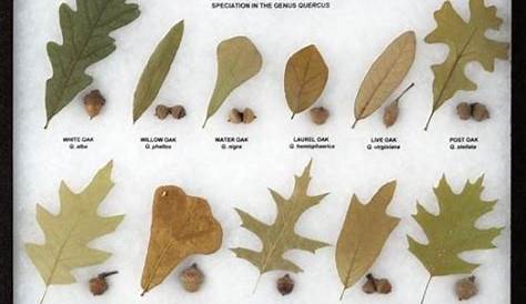Oak Collection Display | Tree leaf identification, Oak leaf