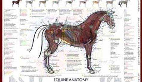 horse vital signs chart