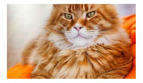 Accurate Maine Coon Sizes and Size Comparison Charts – petsKB
