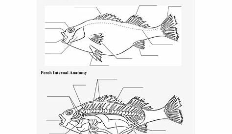 Fish Anatomy Worksheet (W26941)
