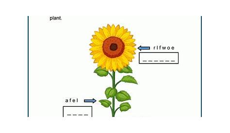 Parts of a Plant Worksheet | K5 Learning