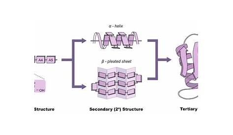 Protein Structure | BioNinja