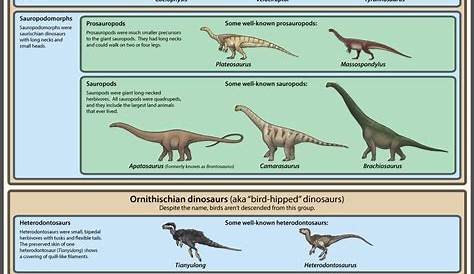 Dinosaur Classification Simplified by EWilloughby | Dinosaur