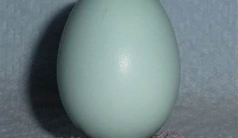Ameraucana Eggs - Difference in Color | Americauna chickens, Americauna