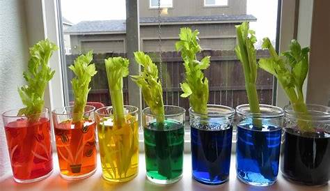 science projects for 3rd graders ideas