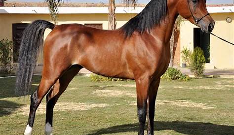 What are some techniques used to identify horse breeds? - Quora