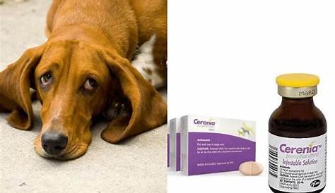 cerenia dosing chart dogs acute vomiting