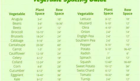 Comprehensive Veg Plant Spacing Guide — EverydayGardenIdeas