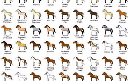 Awesome horse color chart! - Discussions - Rodeo - Spalding Labs