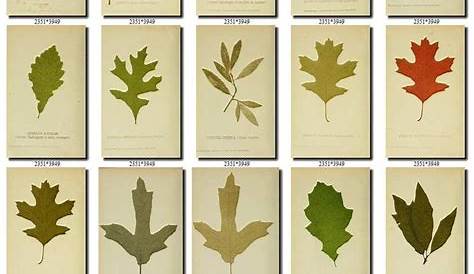 PLANTS-94 Collection of 190 vintage images Oak leaf quercus | Etsy