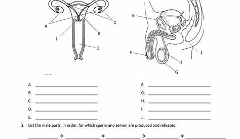 Human Reproductive System Unit Review Worksheet Form - Fill Out and