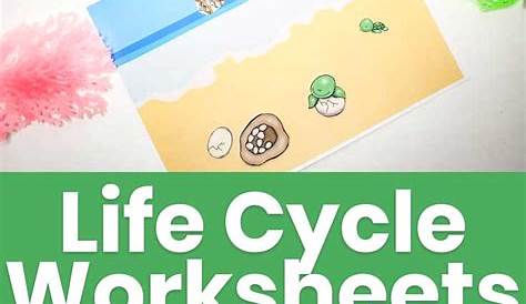 life of cycle worksheet for kindergarten